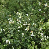 Strobilanthes anceps Nees